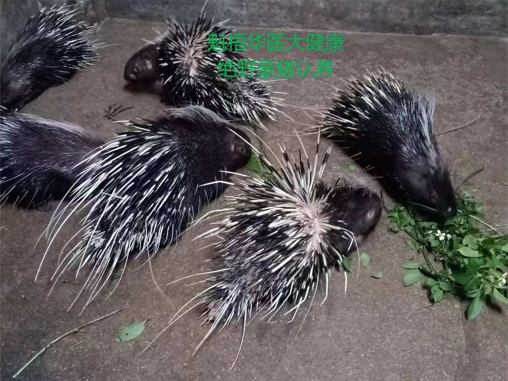 最新豪猪回收商家方法分析(最方便真实的衢州豪猪卖去什么地方方法)